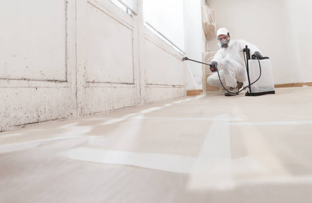 Black mold remediation team in Clementon